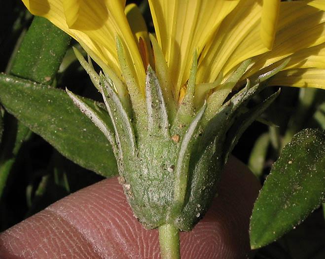 Detailed Picture 3 of Gazania linearis
