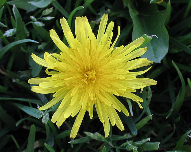Detailed Picture 1 of Taraxacum officinale