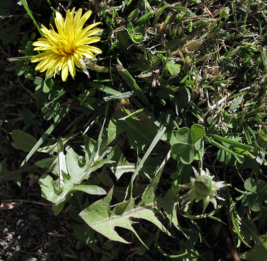 Detailed Picture 4 of Taraxacum officinale