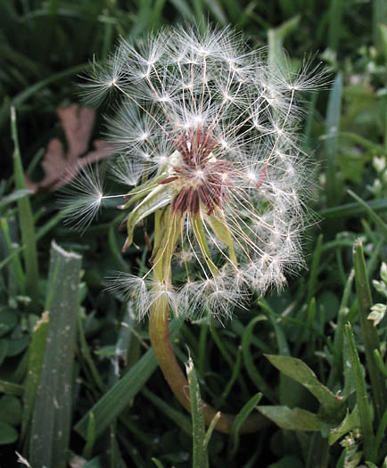 Detailed Picture 6 of Taraxacum officinale