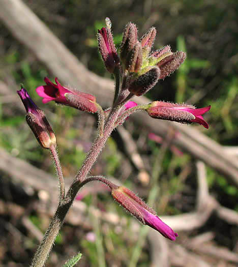 Detailed Picture 4 of Boechera sparsiflora
