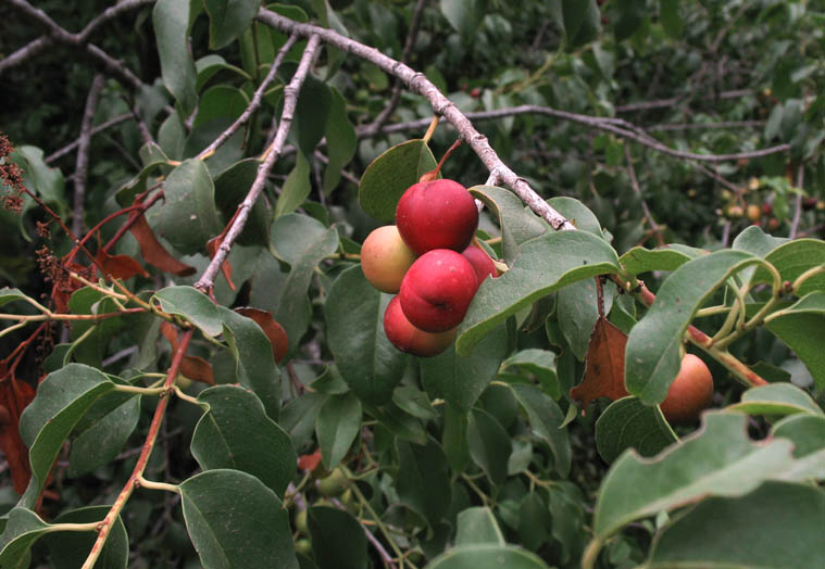 Detailed Picture 7 of Prunus ilicifolia ssp. lyonii