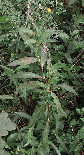 Detailed Picture 3 of Persicaria maculosa