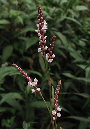 Detailed Picture 2 of Persicaria maculosa
