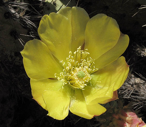 Detailed Picture 1 of Opuntia littoralis