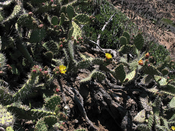 Detailed Picture 5 of Opuntia littoralis