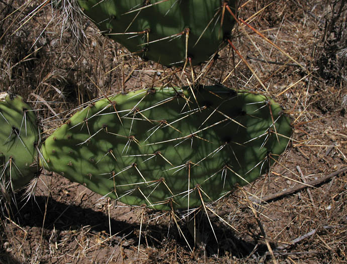 Detailed Picture 7 of Opuntia phaeacantha