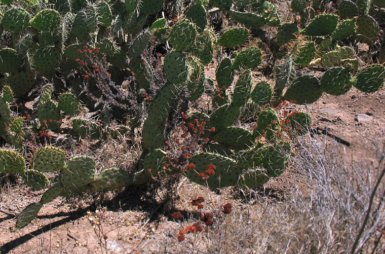 Detailed Picture 8 of Opuntia phaeacantha
