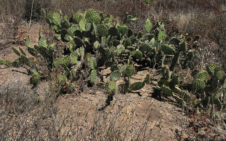 Detailed Picture 9 of Opuntia phaeacantha