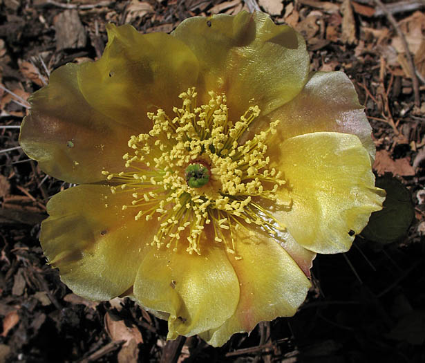 Detailed Picture 1 of Opuntia phaeacantha