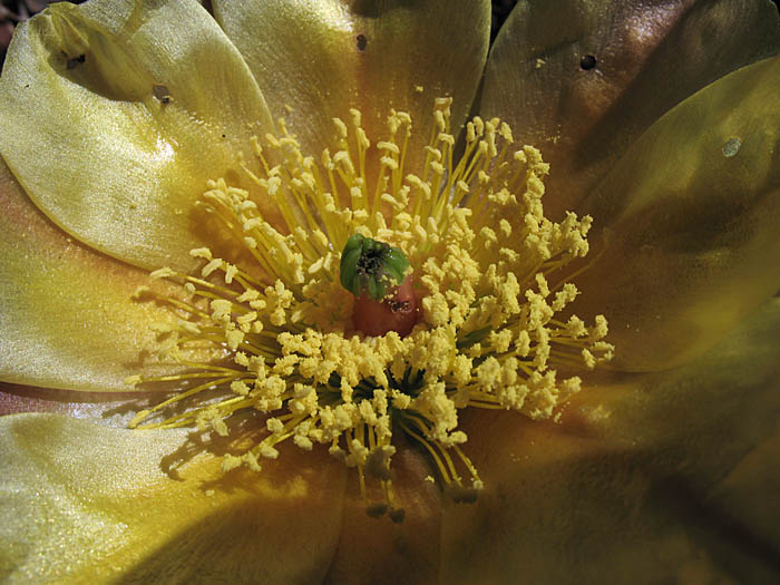 Detailed Picture 2 of Opuntia phaeacantha