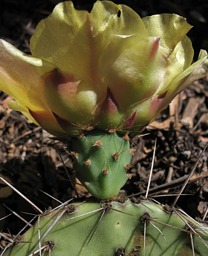 Detailed Picture 3 of Opuntia phaeacantha