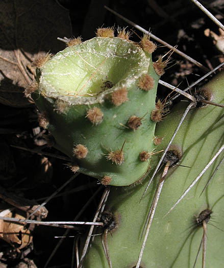 Detailed Picture 4 of Opuntia phaeacantha