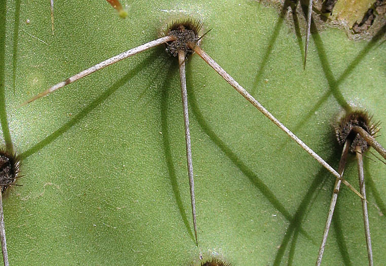 Detailed Picture 6 of Opuntia phaeacantha