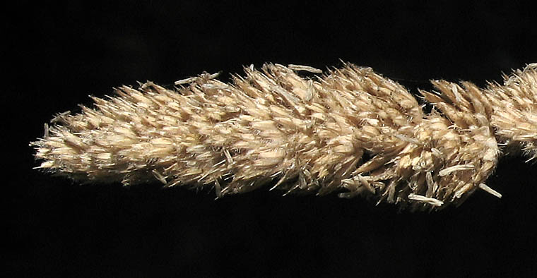 Detailed Picture 8 of Dactylis glomerata