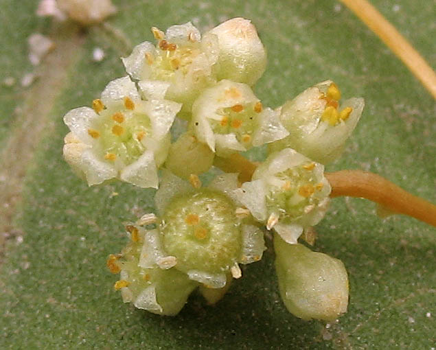 Detailed Picture 2 of Cuscuta campestris