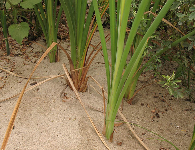 Detailed Picture 3 of Typha latifolia