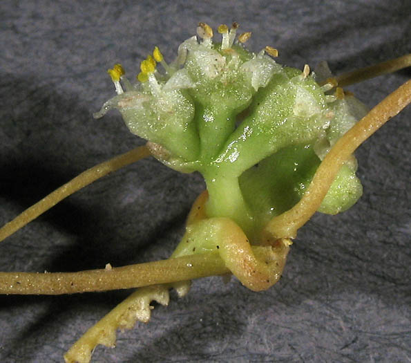Detailed Picture 3 of Cuscuta campestris