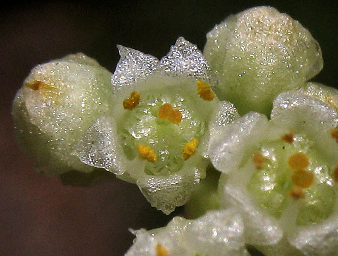Detailed Picture 1 of Cuscuta campestris