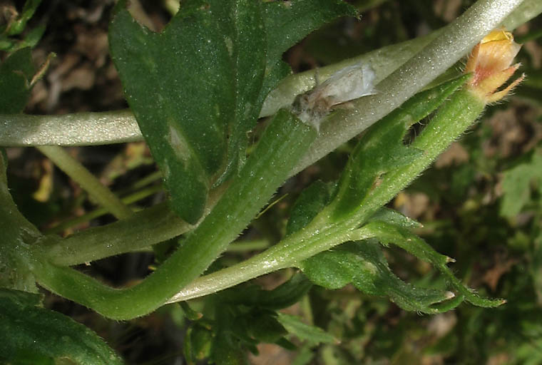 Detailed Picture 8 of Mentzelia veatchiana