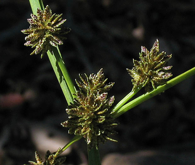 Detailed Picture 2 of Cyperus difformis