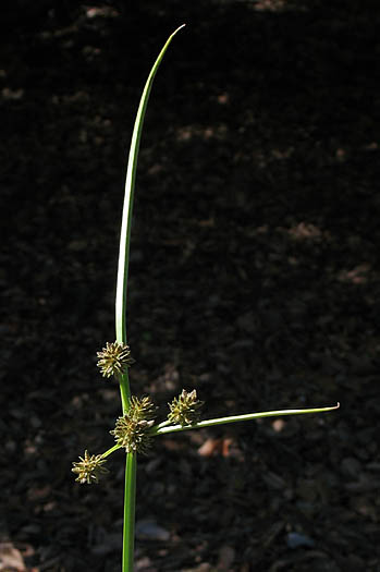 Detailed Picture 3 of Cyperus difformis