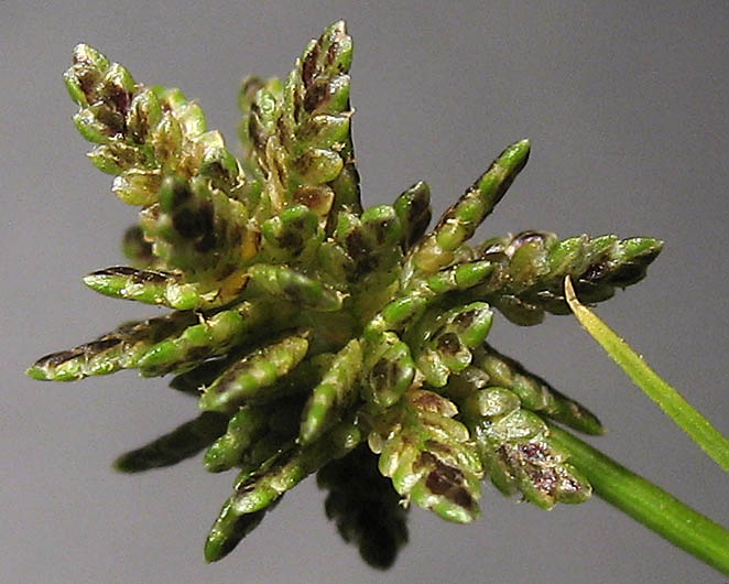 Detailed Picture 1 of Cyperus difformis