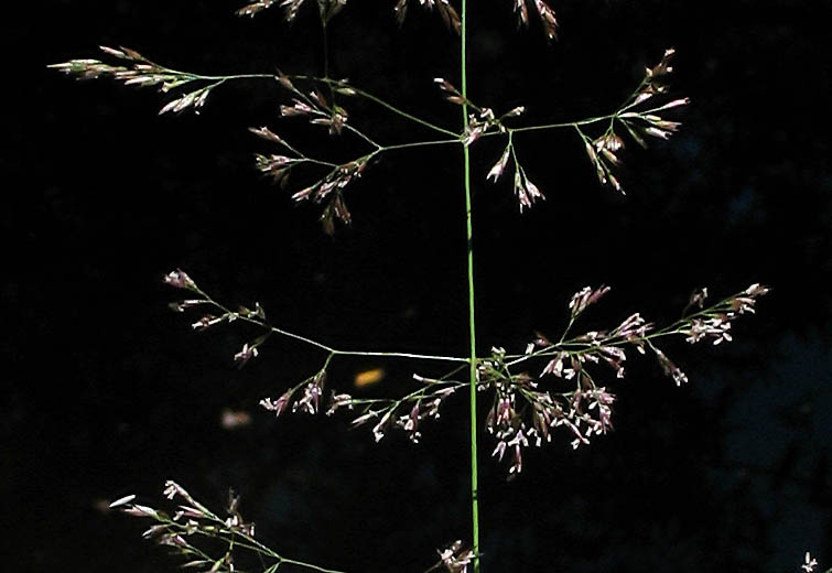 Detailed Picture 2 of Agrostis gigantea