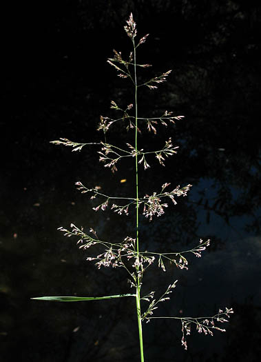 Detailed Picture 3 of Agrostis gigantea