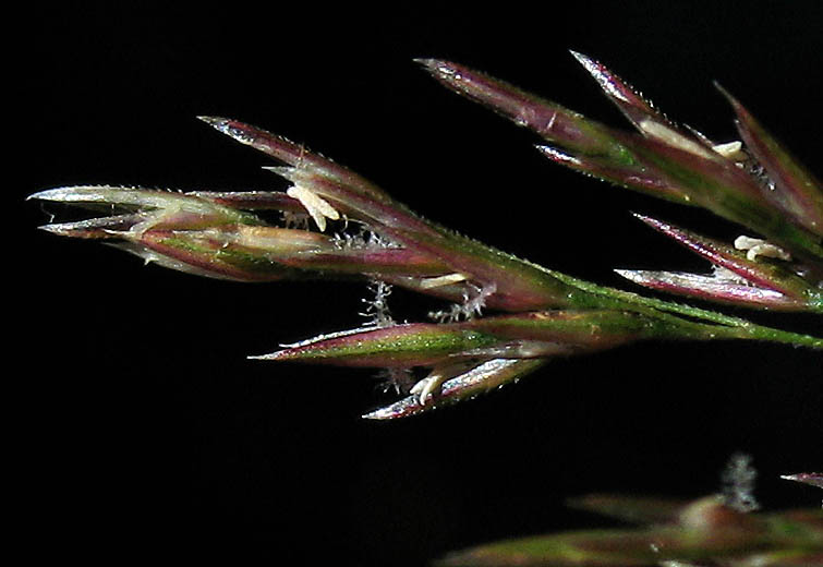 Detailed Picture 1 of Agrostis gigantea