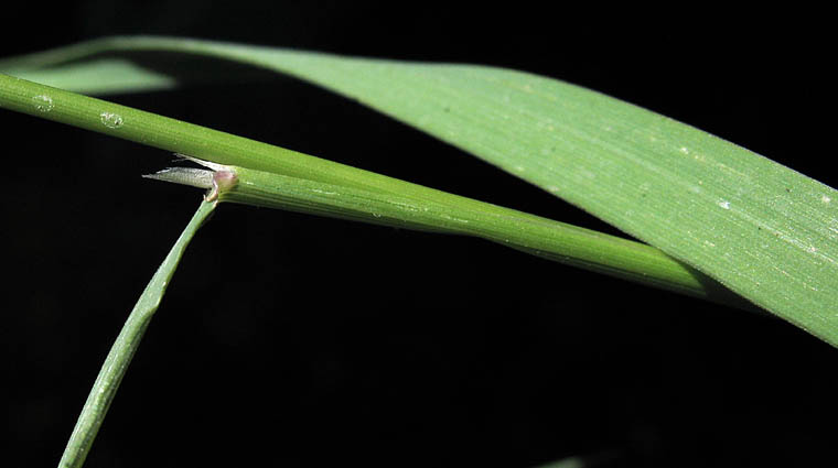 Detailed Picture 5 of Agrostis gigantea