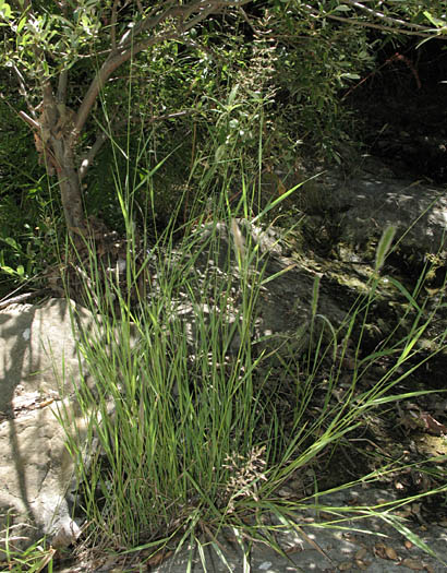 Detailed Picture 4 of Agrostis gigantea