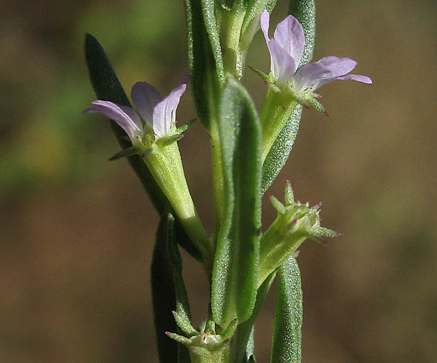 Detailed Picture 2 of Lythrum hyssopifolia