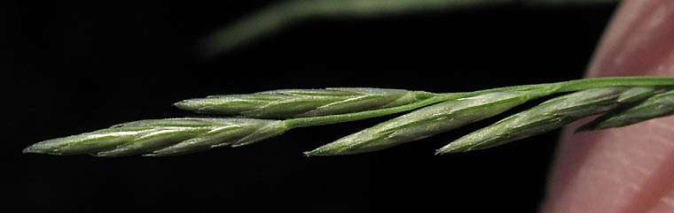 Detailed Picture 2 of Leptochloa fusca ssp. fascicularis