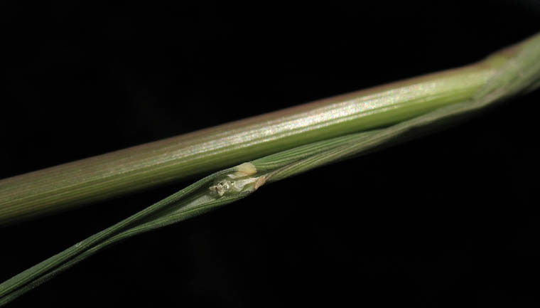Detailed Picture 5 of Leptochloa fusca ssp. fascicularis