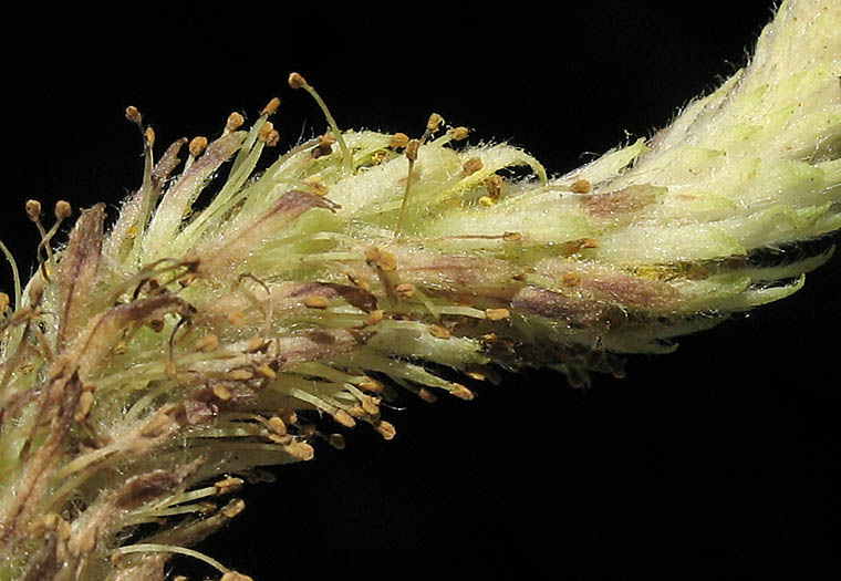 Detailed Picture 1 of Salix lasiandra var. lasiandra