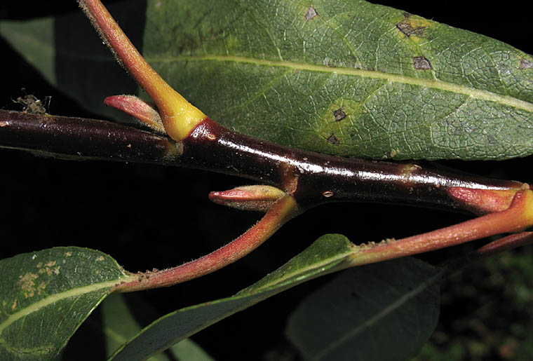 Detailed Picture 7 of Salix lasiandra var. lasiandra