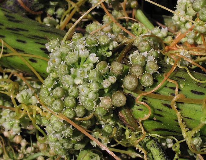 Detailed Picture 4 of Cuscuta campestris