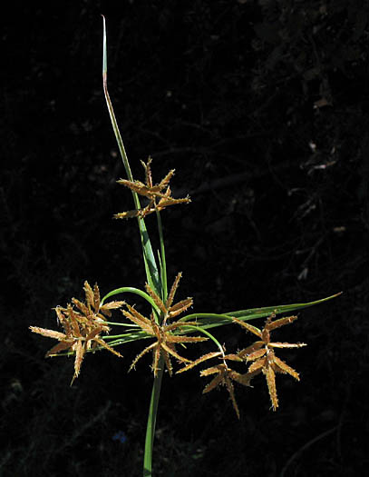 Detailed Picture 3 of Cyperus esculentus var. leptostachyus