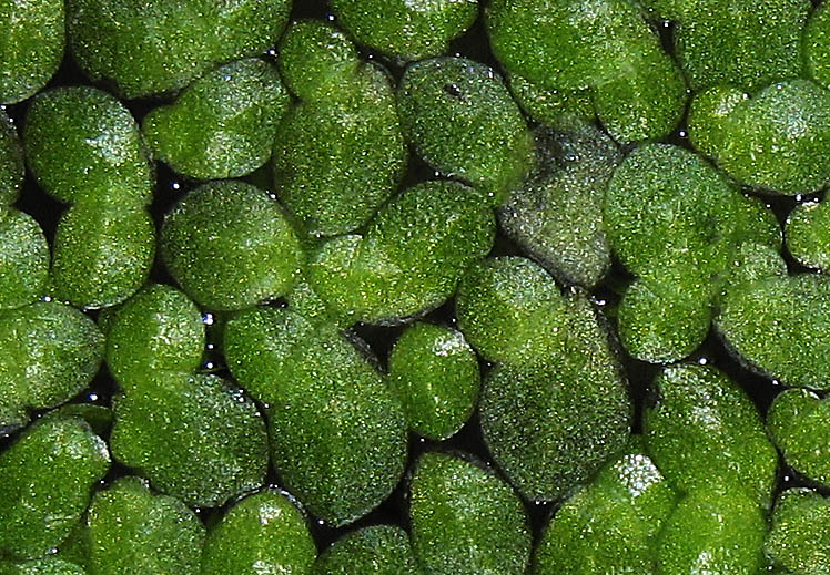 Detailed Picture 1 of Lemna minuta