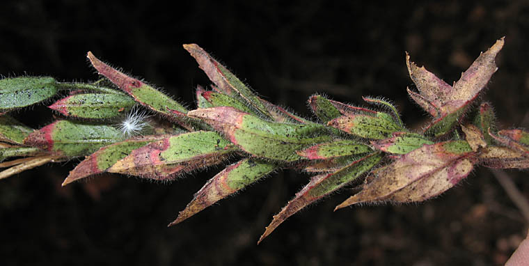 Detailed Picture 4 of Epilobium canum ssp. latifolium