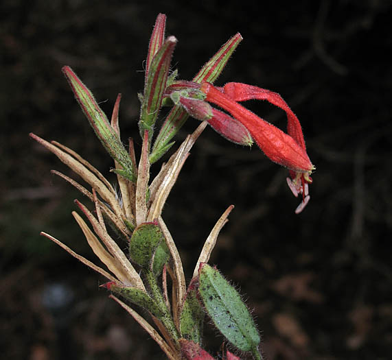 Detailed Picture 2 of Epilobium canum ssp. latifolium