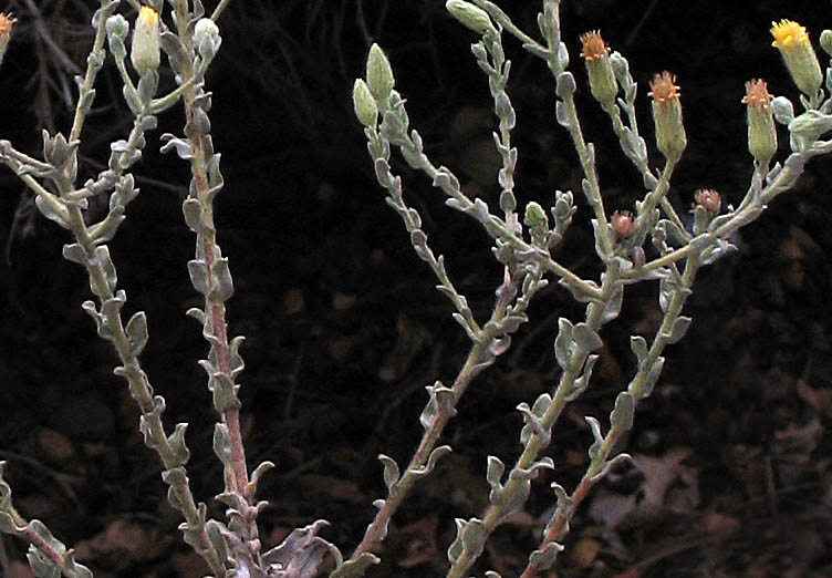 Detailed Picture 5 of Heterotheca sessiliflora