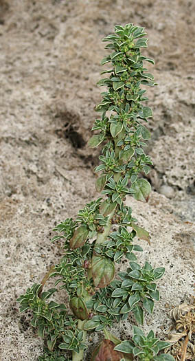 Detailed Picture 3 of Amaranthus californicus