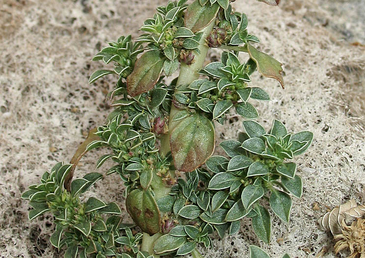 Detailed Picture 2 of Amaranthus californicus