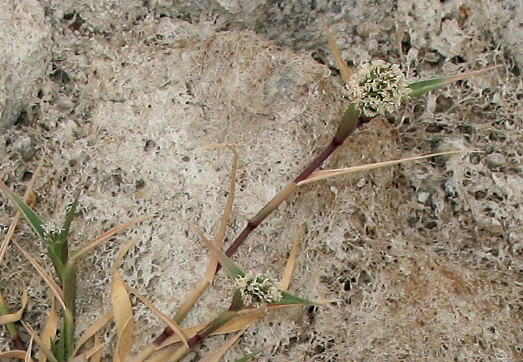 Detailed Picture 2 of Crypsis schoenoides