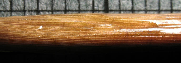 Detailed Picture 8 of Carex senta