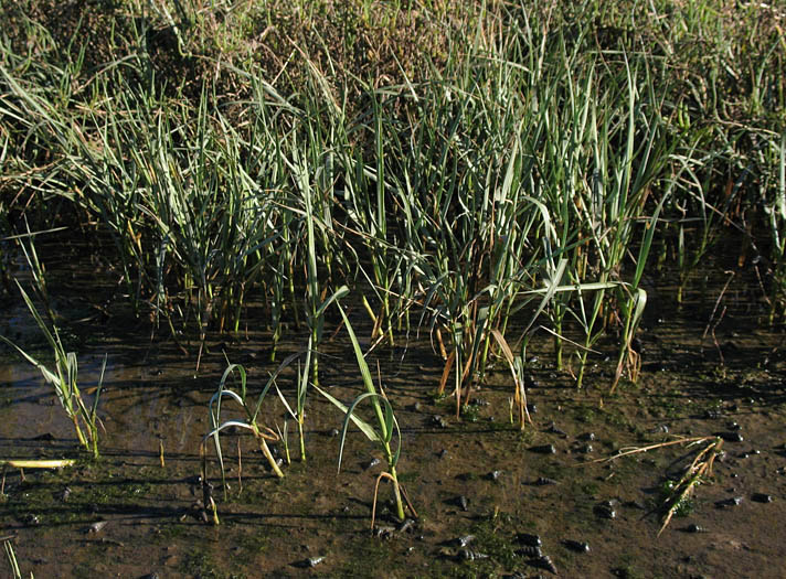 Detailed Picture 5 of Spartina foliosa
