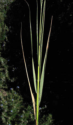 Detailed Picture 3 of Spartina foliosa