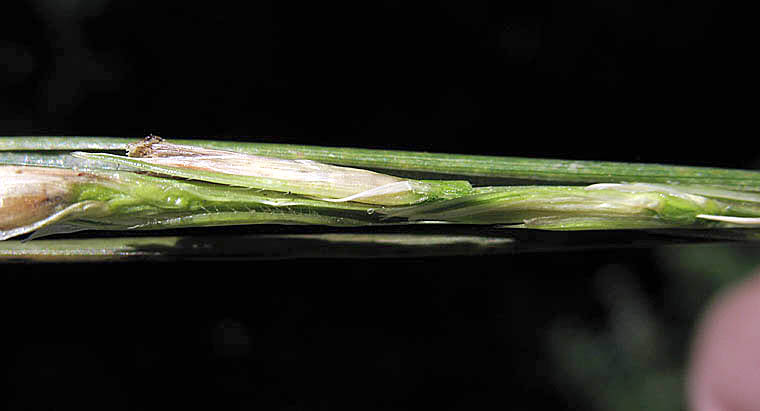 Detailed Picture 1 of Spartina foliosa